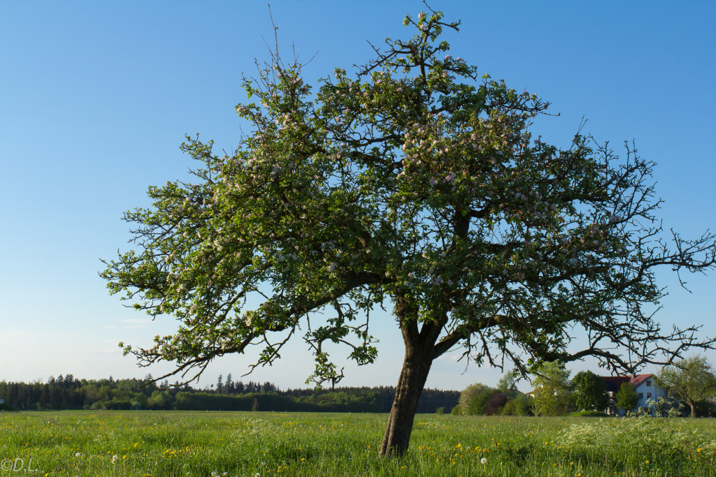 Apfelbaum