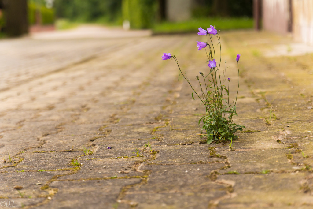 Blümchen im Pflaster