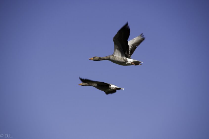 Zwei Gänse im Flug
