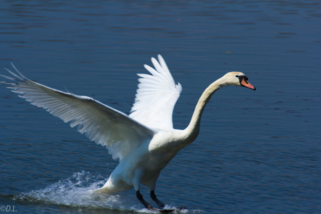 Schwan-Landung