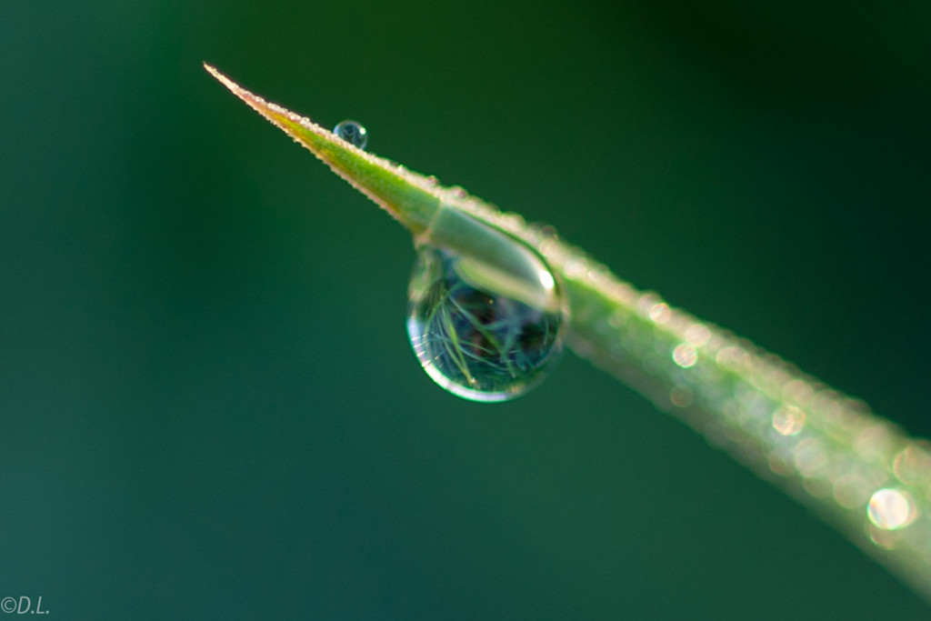 Tropfen am Blatt