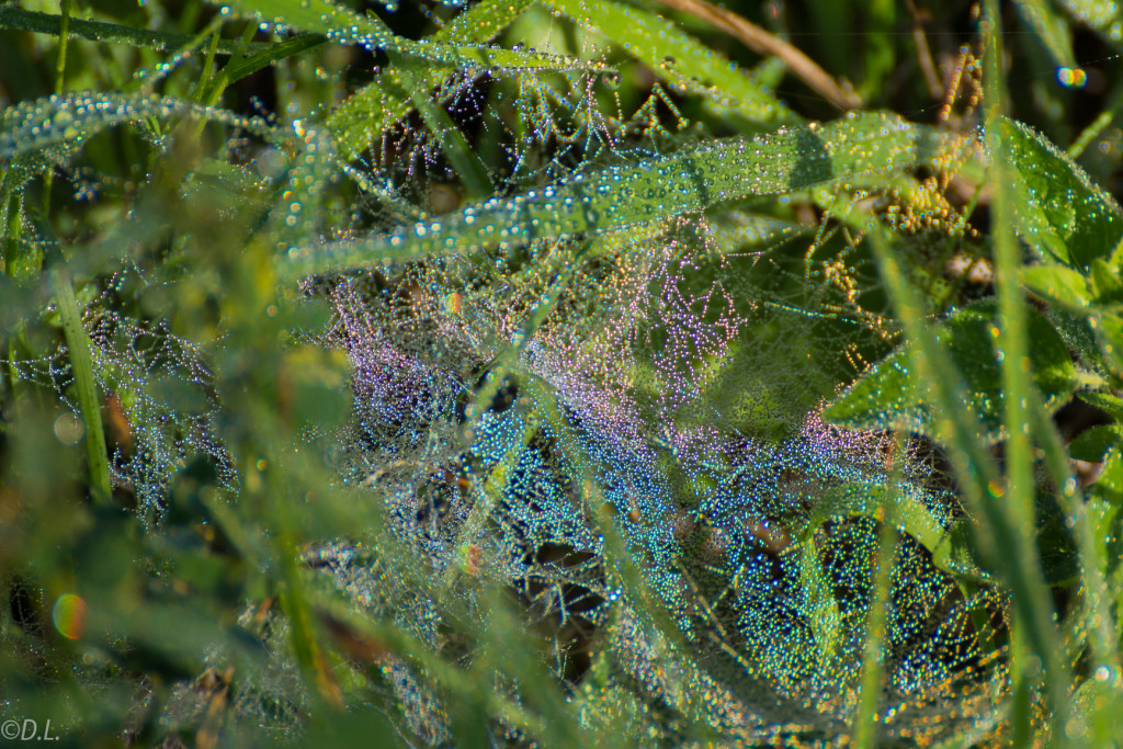 Tropfen im Netz