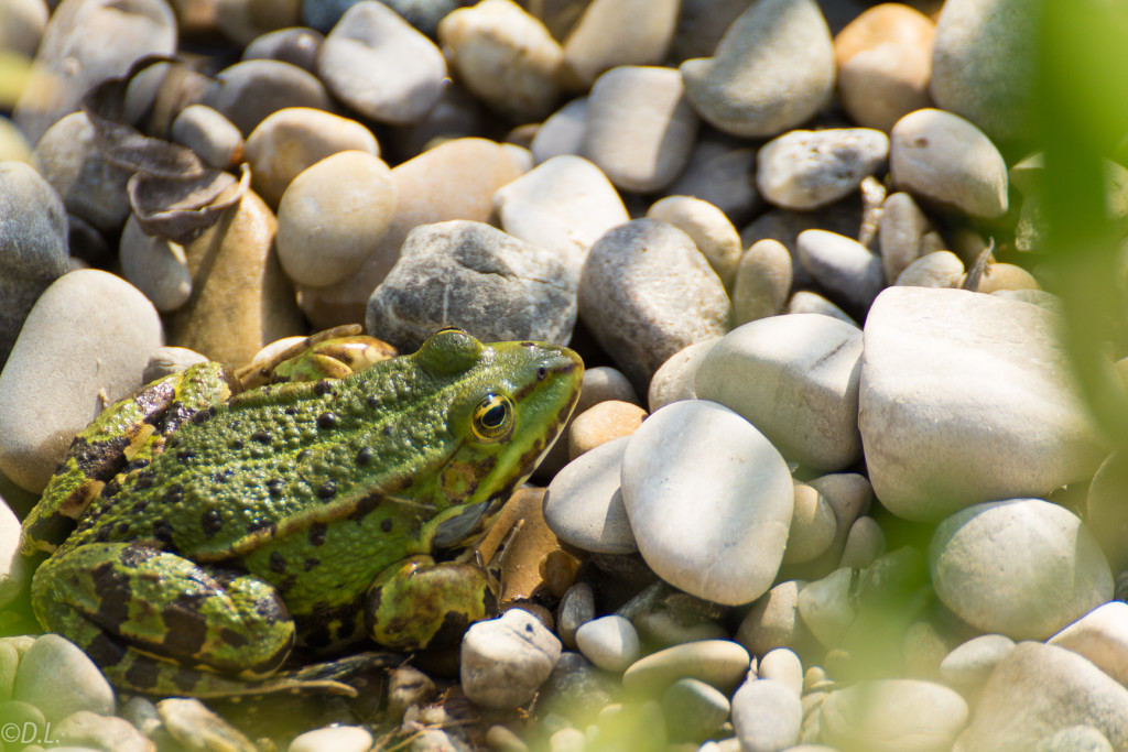 Frosch