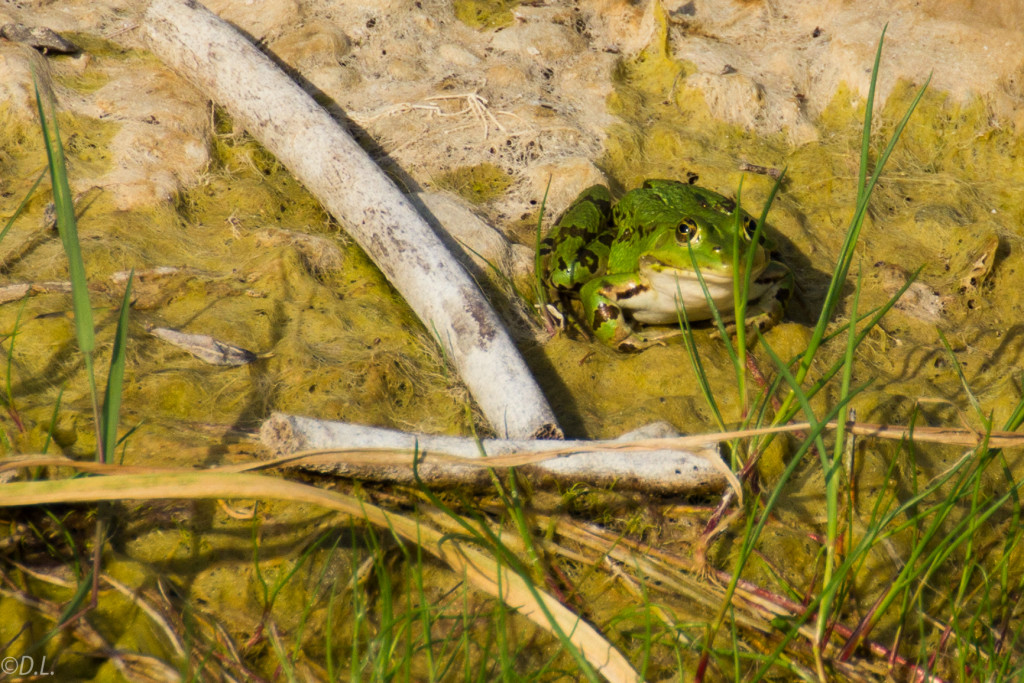 Frosch