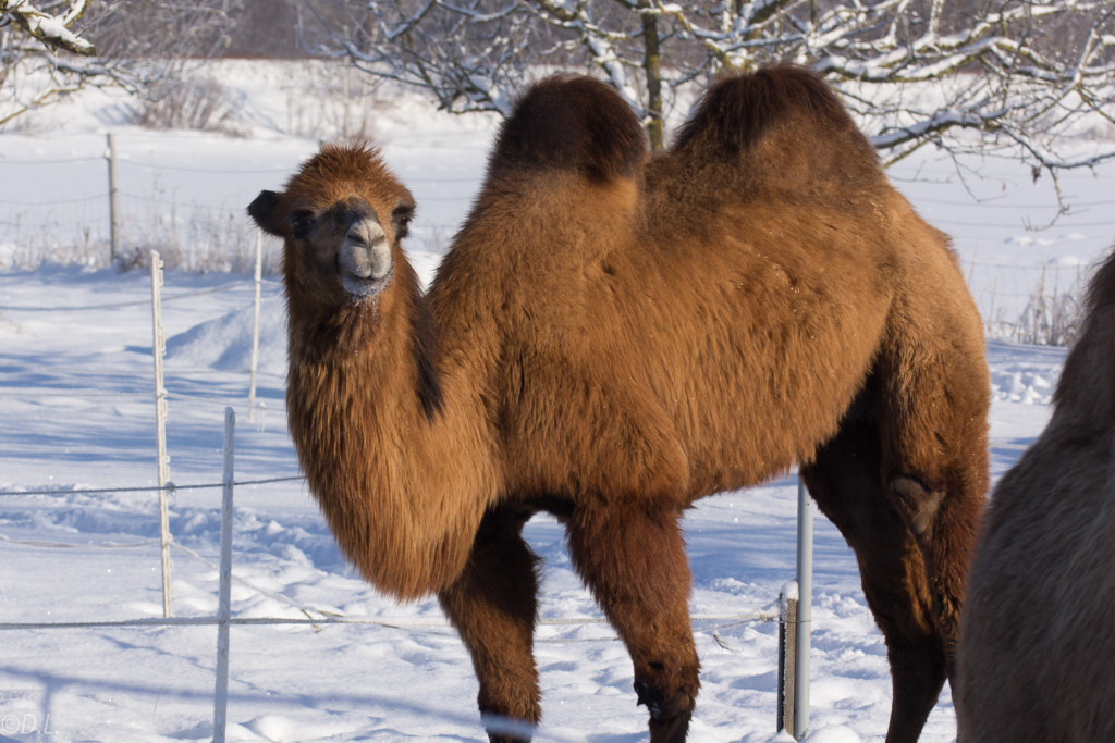 Kamel im Schnee