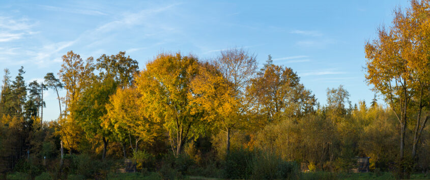 Herbstwald