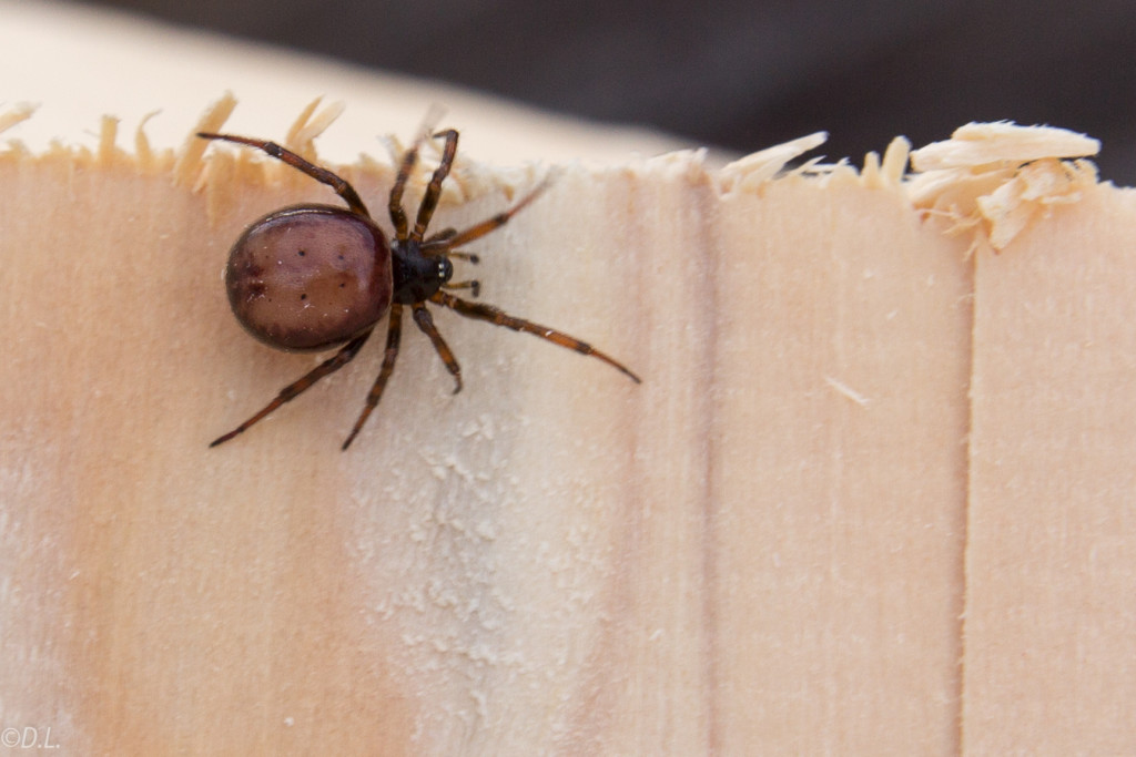 Spinne auf der Flucht