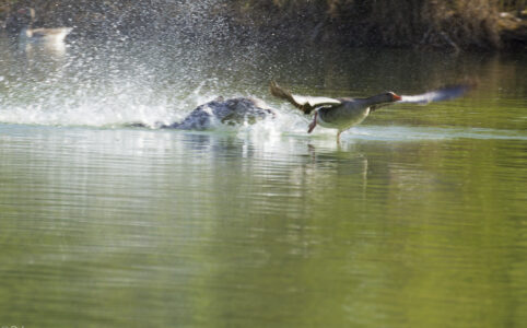 Was machen Gänse…