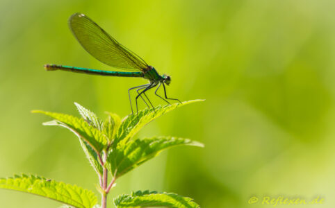 Dragonfly 3