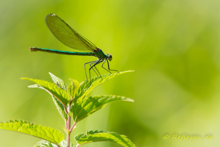 Libelle auf Brennessel