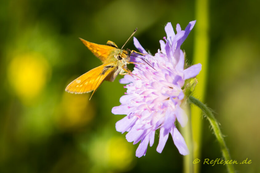 Schmetterling auf Blüte