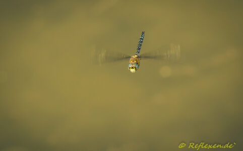 Ich war mal wieder….