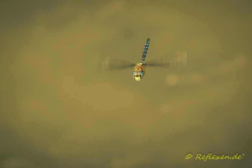 Königslibelle im Flug