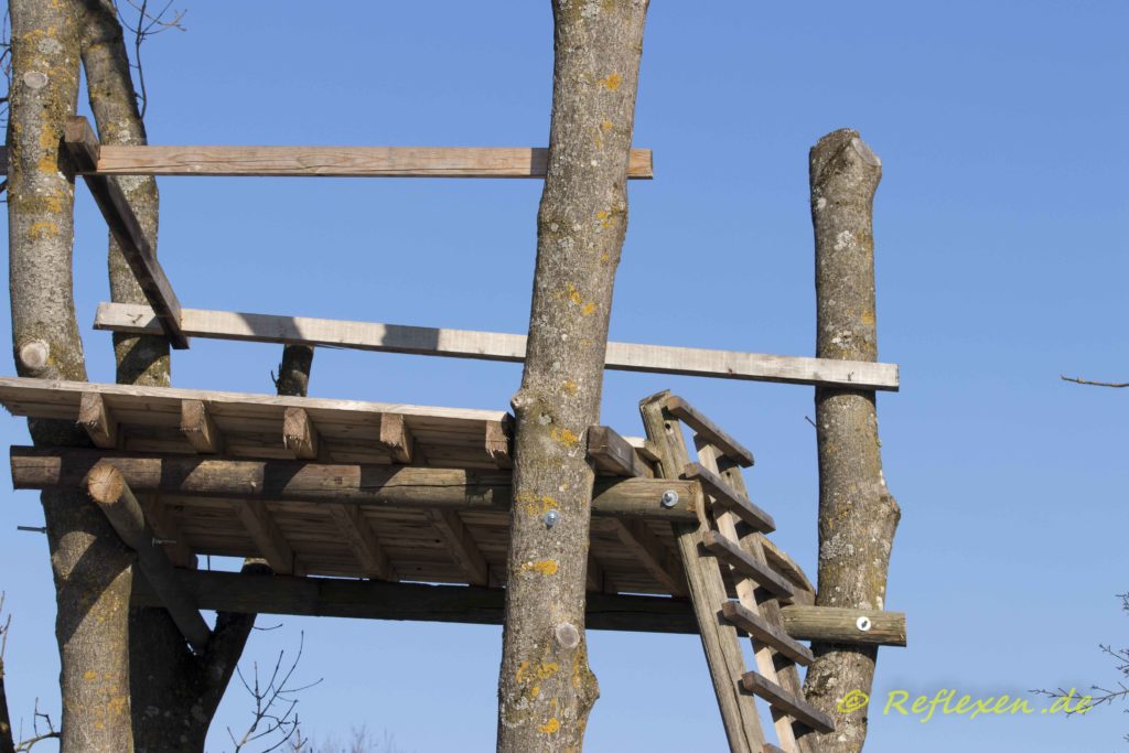 Schrauben durch Baumstamm für Jägerstand
