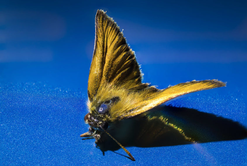 Fridolin mit f5 109er