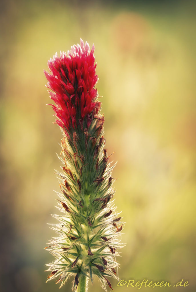 Blüte eine Feldblume gleicht einer Kerze