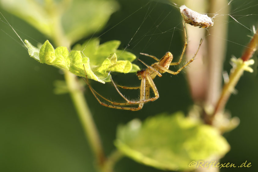 Spinne wickelt Beute ein