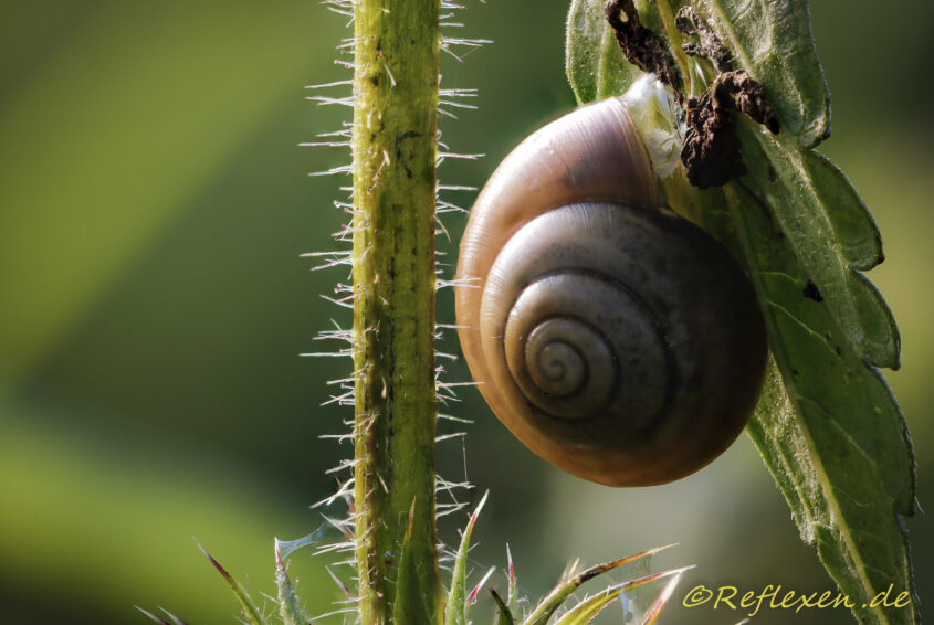 Schneckenhaus hängt an Brennnesselblatt