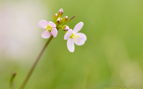 Künstlerischer Start