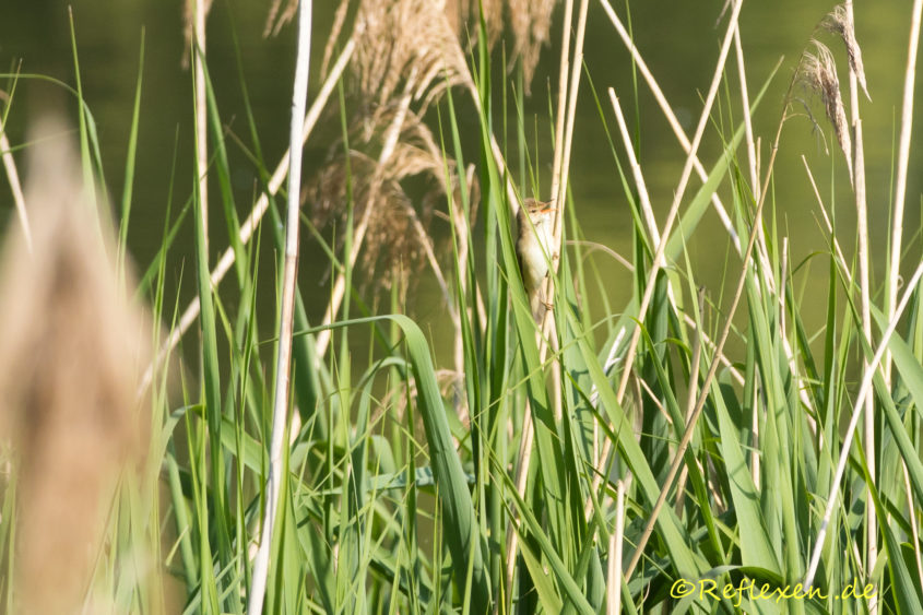 Teichrohrsänger trällert im Schilf senkrecht