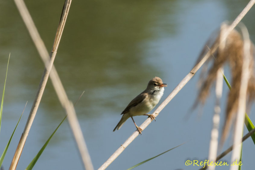 Teichrohrsänger trällert im waagerecht