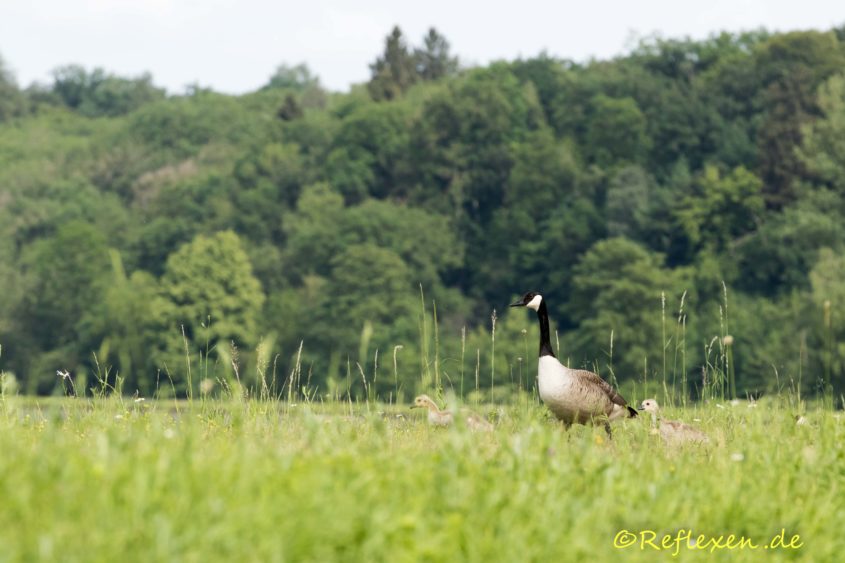 Kanadagans mit Jungen an Land