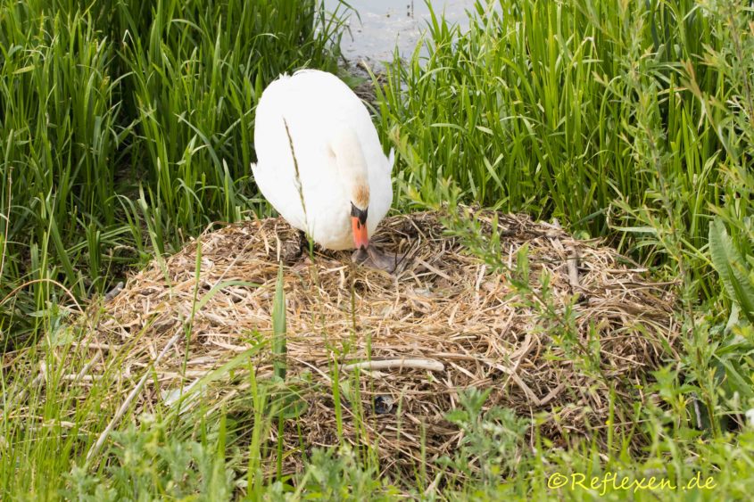 Schwanin auf Nest