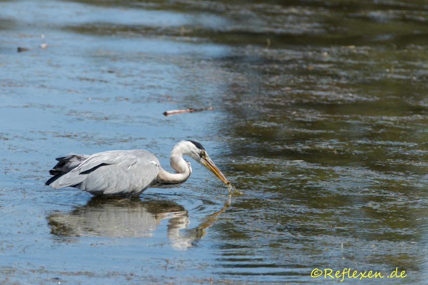 Graureiher fischt