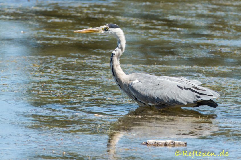 Graureiher auf der Lauer