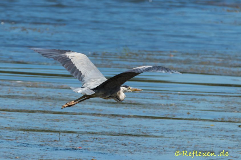 Graureiher im Flug