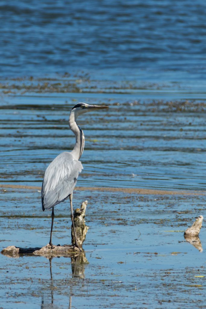 Graureiher lauert diesmal auf Ast.