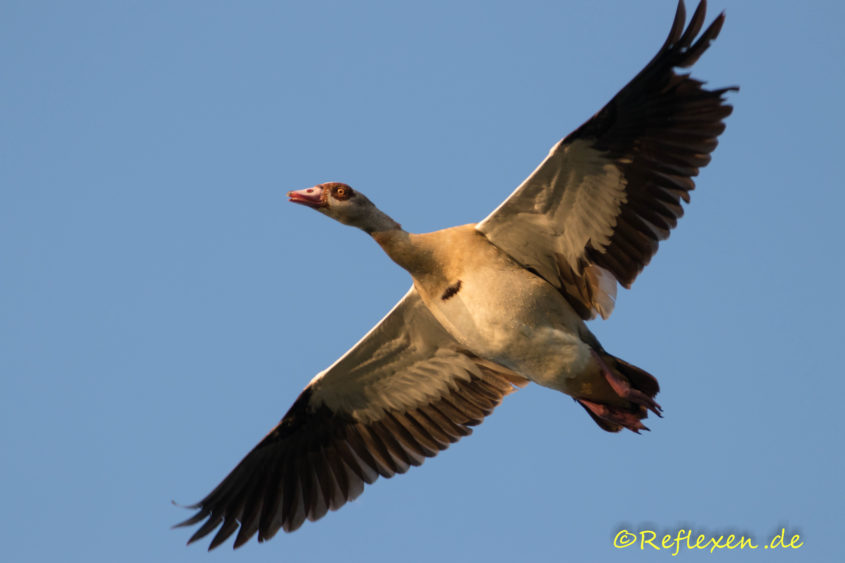 Nilgans im Flug