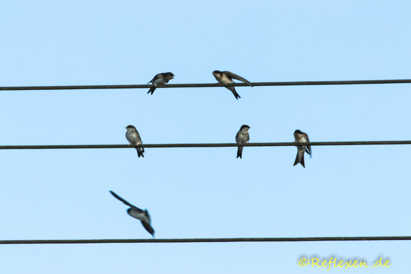 Schwalben buntes Treiben