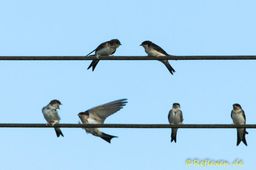 Schwalben buntes Treiben