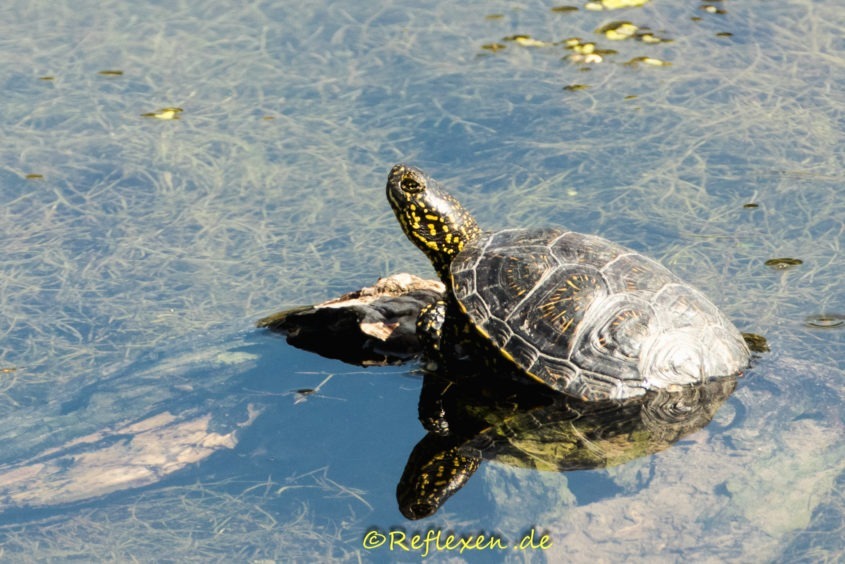 Schildkröte wärmt sich auf einem Ast im Wasser