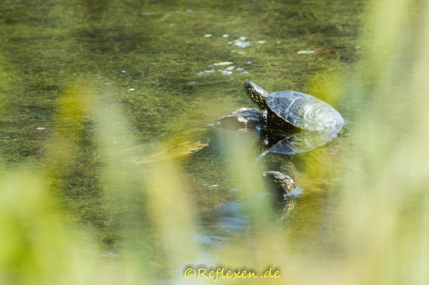 Europäische Sumpfschildkröte auf Ast