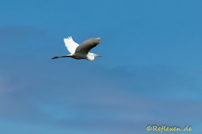 Silberreiher im Flug