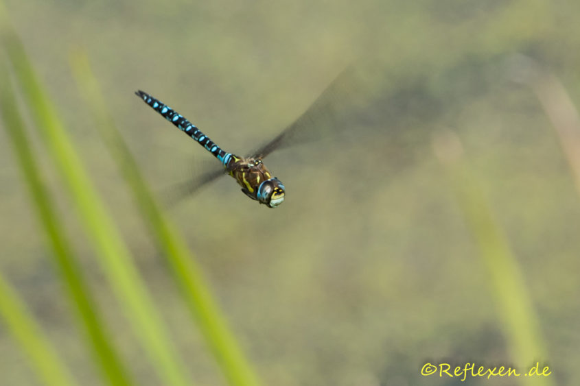 Königslibelle im Flug