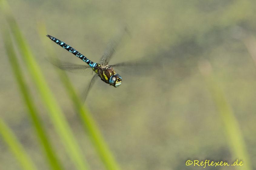 Königslibelle im Flug