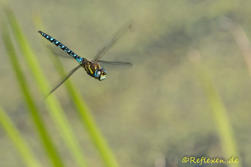 Königslibelle im Flug