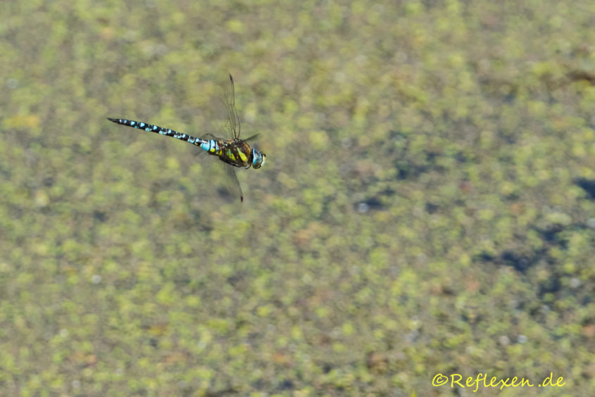 Königslibelle im Flug