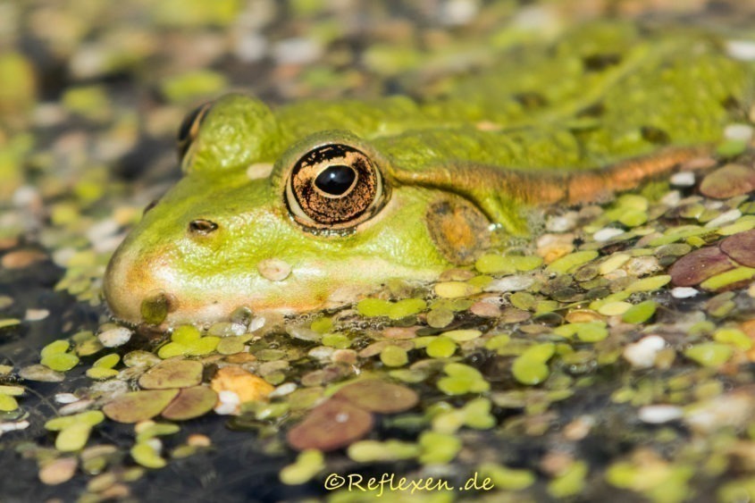 Wasserfrosch