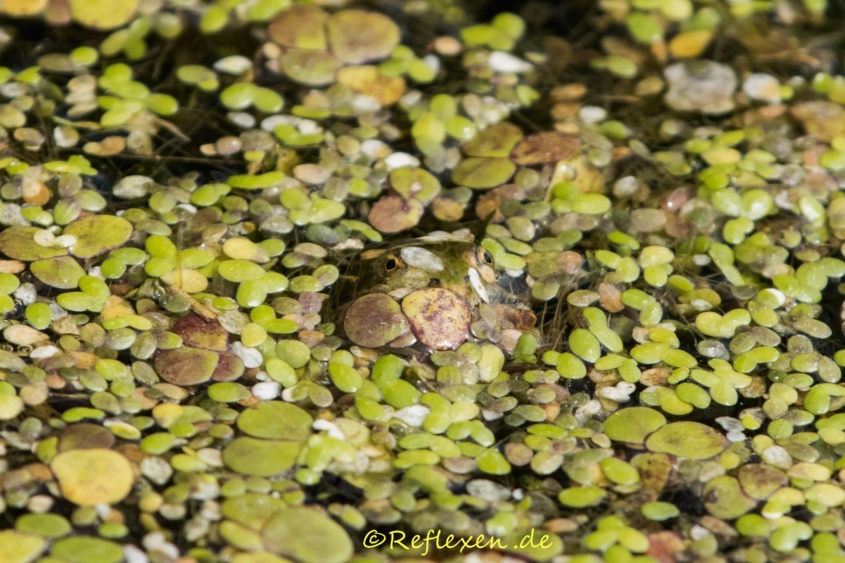 Wasserfrosch schaut unter dem Wasser hervor.