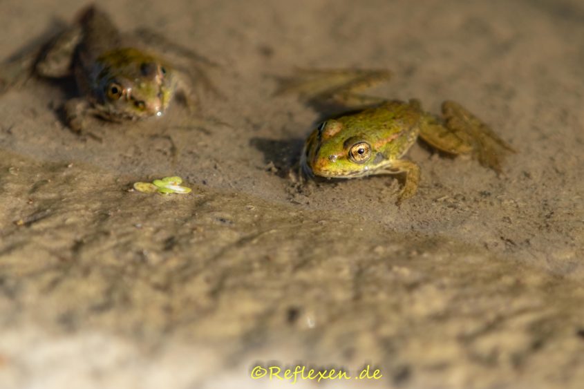 Zwei Wasserfrösche wärmen sich.