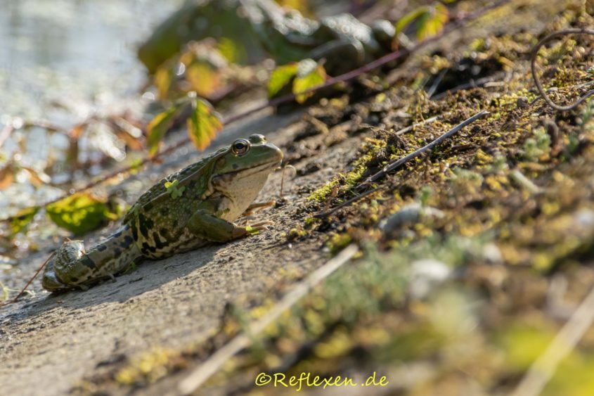 Wasserfrosch Prachtexemplar