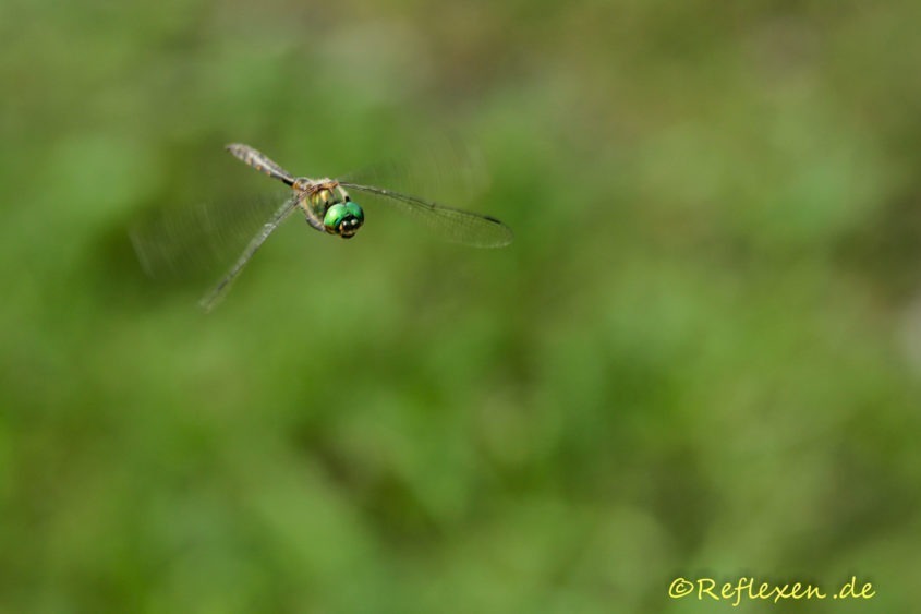 Smaragdlibelle hält Ausschau