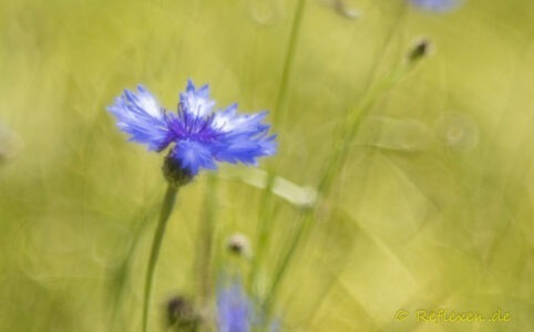 Kreative Fotografie: Alte Objektive an neuer Technik