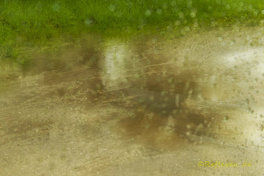 Regenpfütze