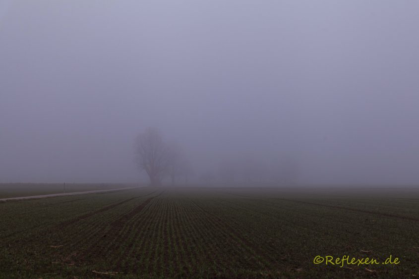 dichter Herbstnebel