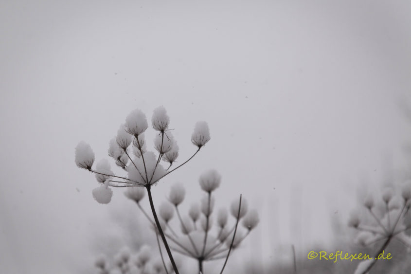 Schnee auf Blüten